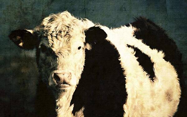 Cow Art Print featuring the photograph Cow with Blue background by Marysue Ryan