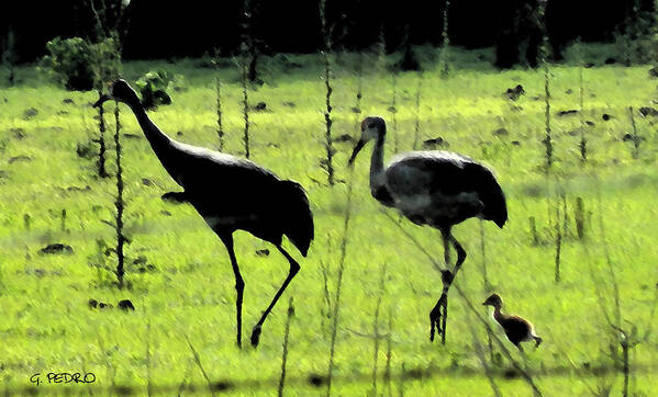 Sandhill Art Print featuring the painting Cranes with Baby Close Behind by George Pedro
