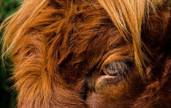 Eye Art Print featuring the photograph Curious Glance Of A Highland Cattle by Andreas Berthold