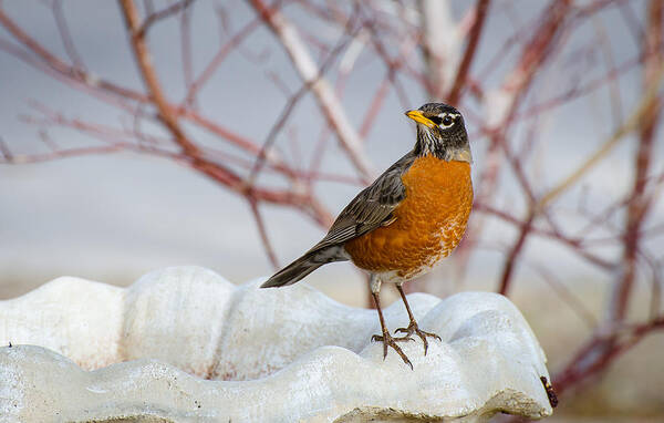 Robin Art Print featuring the photograph Curious Robin by David Downs