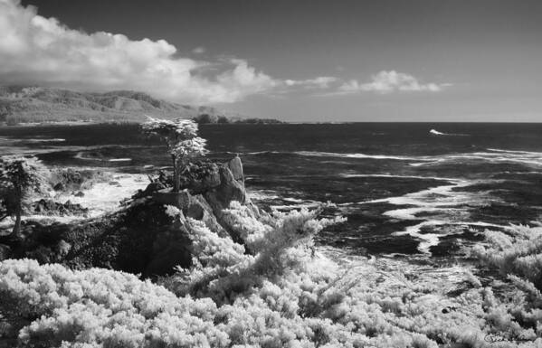 Cypress Art Print featuring the photograph Cypress Point ll by Richard Stedman