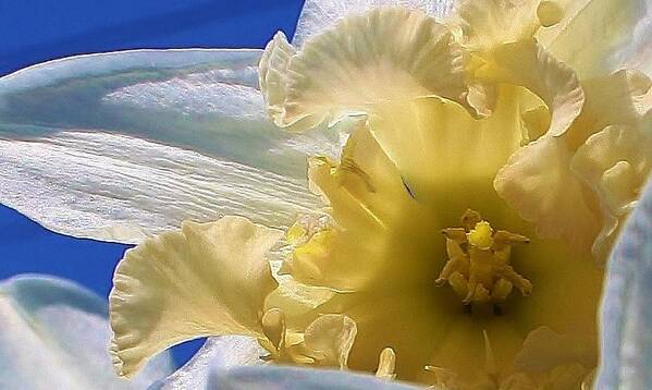Flora Art Print featuring the photograph Daffodil in the Sun by Bruce Bley