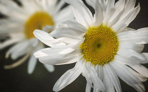 Spring Art Print featuring the photograph Daisies by Eduard Moldoveanu