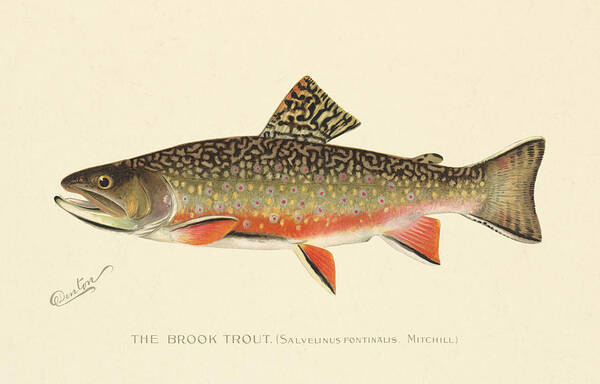 Antique Art Print featuring the painting Denton Brook Trout by Gary Grayson