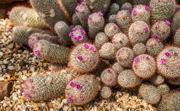 Pink Art Print featuring the photograph Desert Cactus by Mark Llewellyn