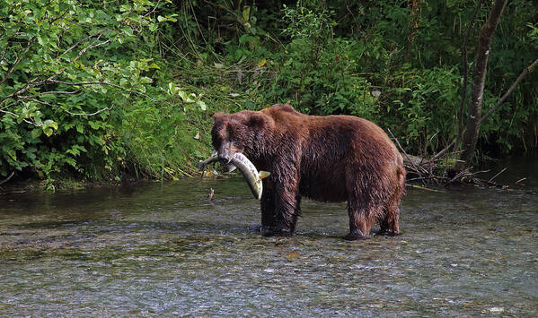 Grizzly Bear Art Print featuring the photograph Dinner is Served by Jean Clark