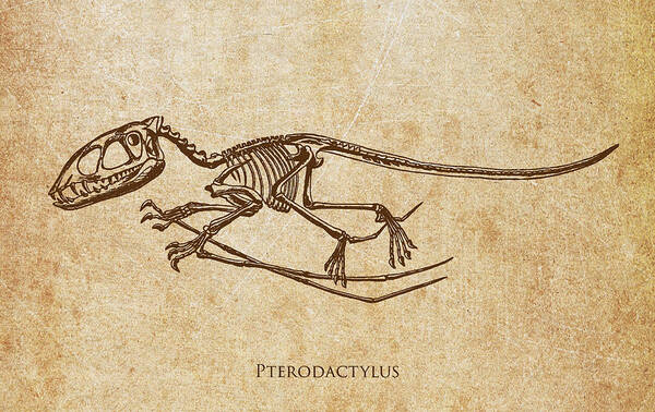 Dinosaur Art Print featuring the digital art Dinosaur Pterodactylus by Aged Pixel