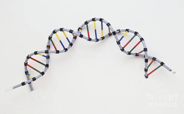 Biology Art Print featuring the photograph Double Helix Dna Model by Andy Crawford / Dorling Kindersley