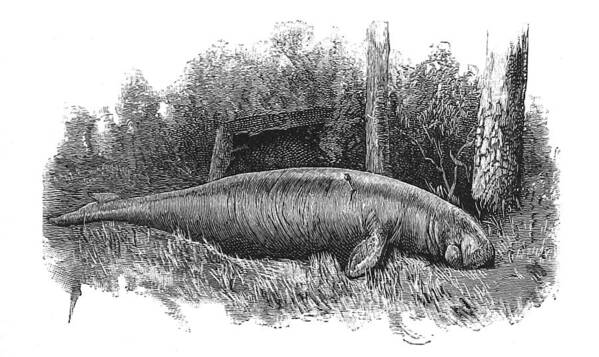 Illustration Art Print featuring the photograph Dugong, Sea-cow by British Library