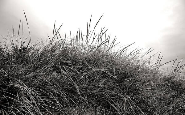 Dune Art Print featuring the photograph Dune by Mary Underwood