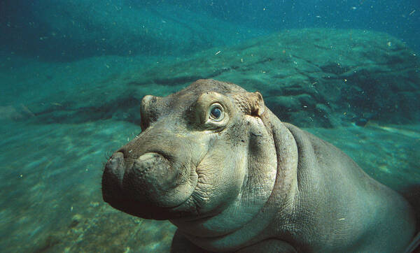 Feb0514 Art Print featuring the photograph East African River Hippopotamus Baby by San Diego Zoo