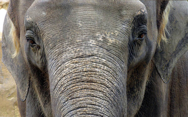 Elephant Art Print featuring the photograph Elephant close up 1 by Tom Conway