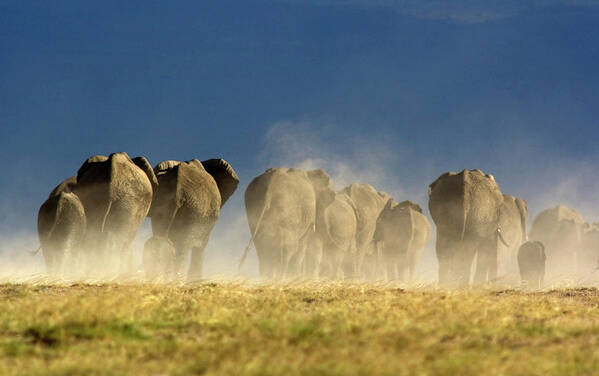 Following Art Print featuring the photograph Elephant Herd by Wldavies