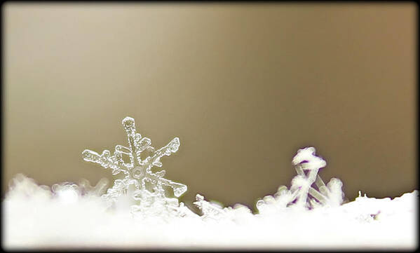 Snow Flake Art Print featuring the photograph Even The Smallest Things by Tammy Schneider