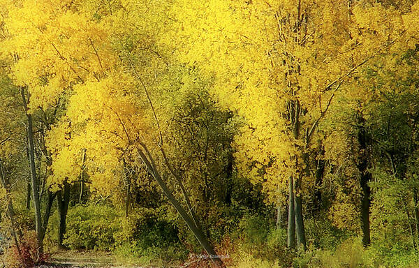 Landscape Art Print featuring the photograph Fall by Vickie Szumigala