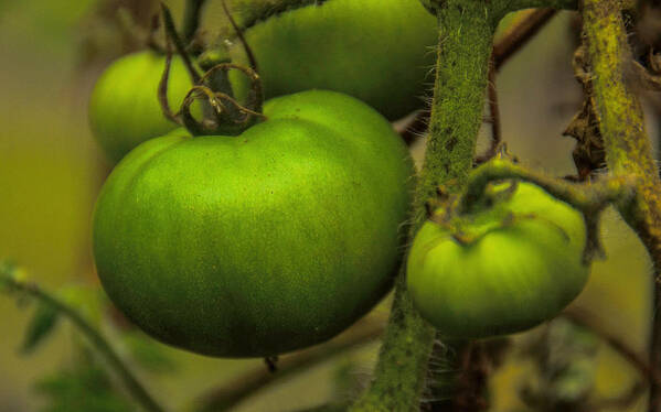 Green Tomatoes Framed Prints Art Print featuring the photograph Fannie Flaggs by John Harding