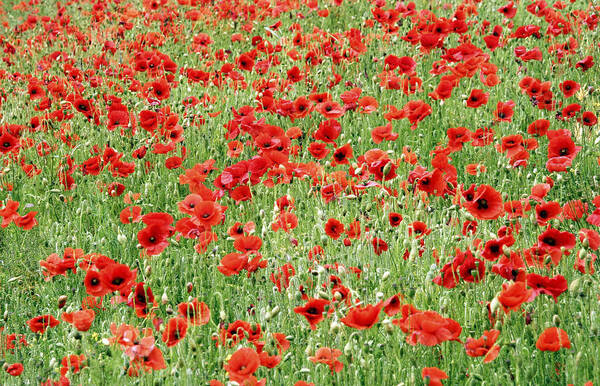 Poppy Art Print featuring the photograph Field of Poppies by Natalie Kinnear