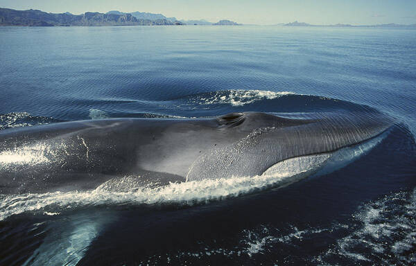 Feb0514 Art Print featuring the photograph Fin Whale In Sea Of Cortez by Tui De Roy