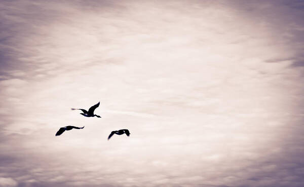 Flight Art Print featuring the photograph Flight Of Three by Off The Beaten Path Photography - Andrew Alexander