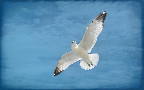 Seagull Art Print featuring the photograph Fly high by Kelley Nelson
