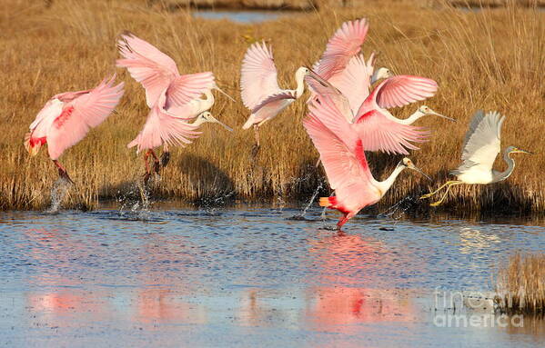 Spoonbill Art Print featuring the photograph Follow the Leader by Jennifer Zelik