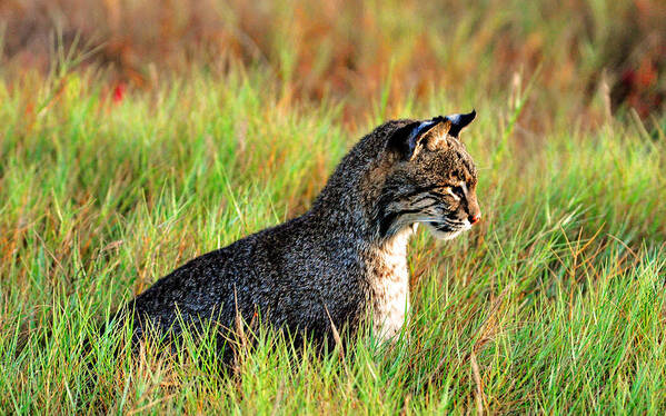 Bob Cat Art Print featuring the photograph Food in sight by Davids Digits