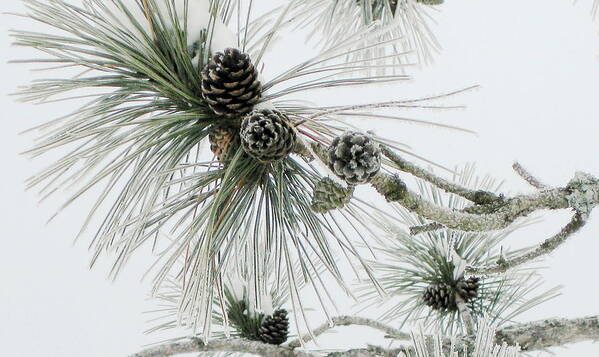 Pine Cones Art Print featuring the photograph Frosty Pine Cones by Dr Carolyn Reinhart