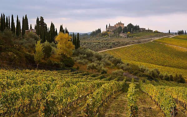 Italy Art Print featuring the photograph Golden Tuscany by Joe Bonita