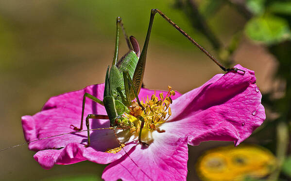 Nature Art Print featuring the photograph Grasshopper On A Rsoe Bloom by Michael Whitaker