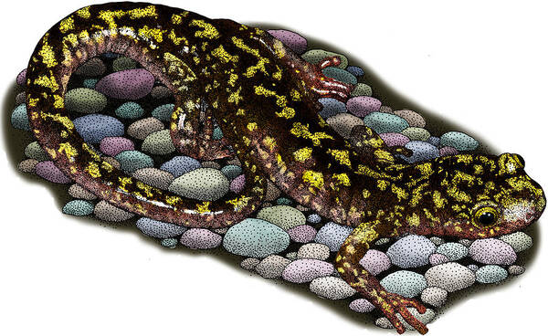 Illustration Art Print featuring the photograph Green Salamander by Roger Hall