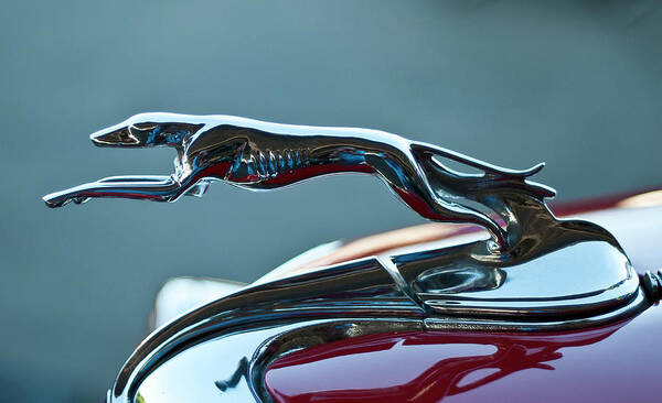 Greyhound Art Print featuring the photograph Greyhound Hood Ornament by Ron Roberts