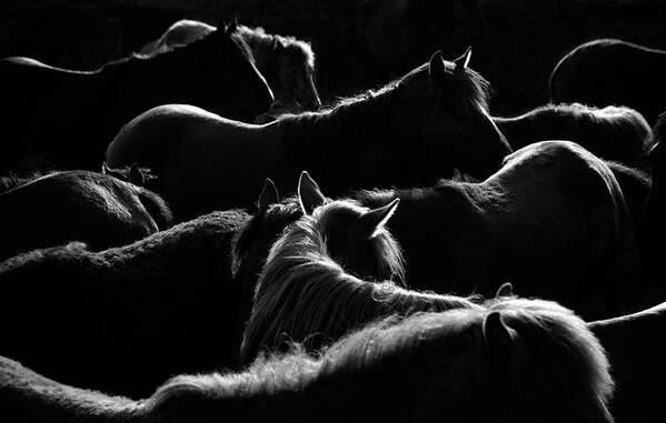Horse Art Print featuring the photograph Herd Of Horse by Okeyphotos