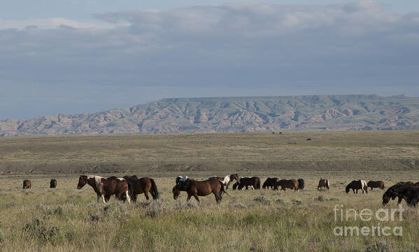 America Art Print featuring the photograph Herd of Wild Horses by Juli Scalzi