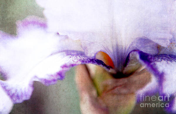 Detail Art Print featuring the photograph Hint of Violet by Jennifer Camp