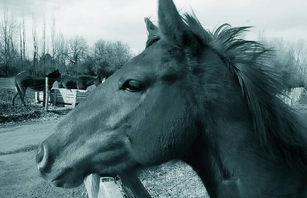 Horses Art Print featuring the photograph Horse Sense by Steven Milner