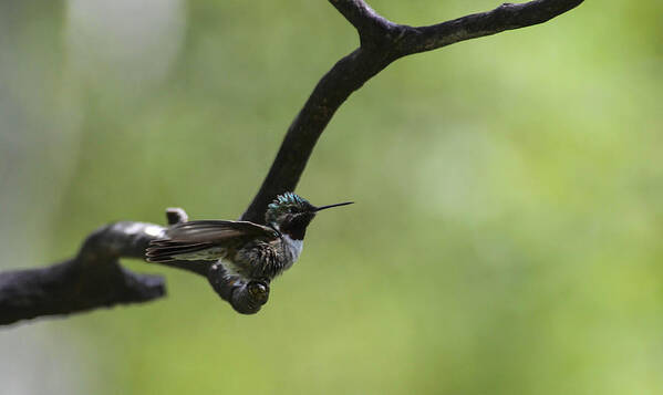 Broad-tailed Hummingbird-start Of Take Off-sen Like Feel With A Single Branch- Nice Green Background- Most Stunning Hummingbird Pose- Hummers- Wings Of A Hummingbird- Green Birds- Birds Of Green- Hummingbirds Dance- Fluttery Hummingbird- Art Of Hummingbird- Hummingbird Images(art-photography Images By Rae Ann M. Garrett- Raeann Garrett) Art Print featuring the photograph Hummingbird -WINGS- by Rae Ann M Garrett