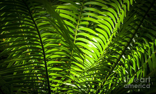 Hawaii Art Print featuring the photograph Illuminated Jungle Fern by Blake Webster