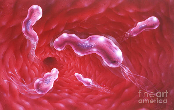 Art Art Print featuring the photograph Illustration Showing H-pylori Bacteria by Jim Dowdalls