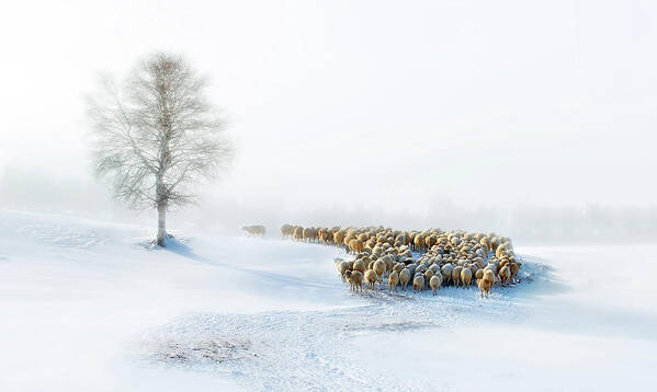 Snow Art Print featuring the photograph In Snow by Hua Zhu