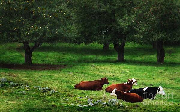 In The Orchard Cows Are Resting Art Print featuring the photograph In The Orchard Cows Are Resting by Joy Nichols