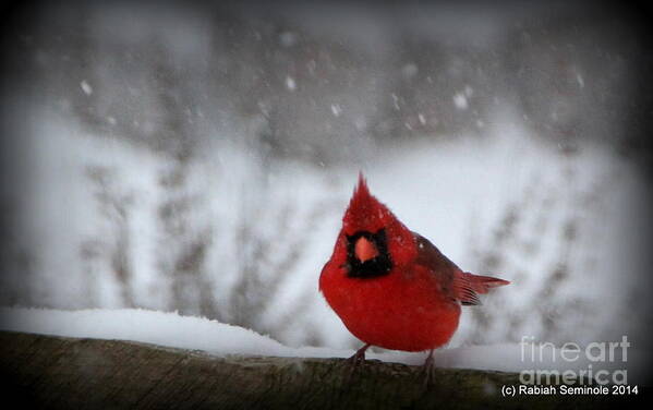 Cardinal Art Print featuring the photograph Is it Spring Yet by Rabiah Seminole