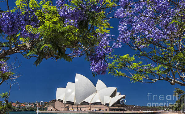Sydney Opera House Art Print featuring the photograph Jacaranda spring by Sheila Smart Fine Art Photography
