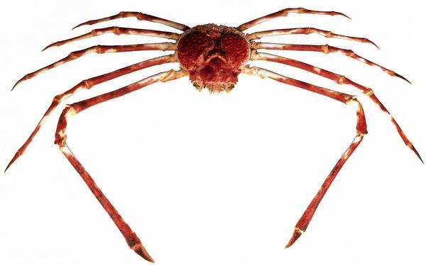 Japanese Spider Crab Art Print By Natural History Museum London Science Photo Library