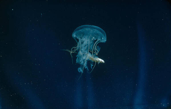 Animal Art Print featuring the photograph Jellyfish Catching Fish by Robert C. Hermes