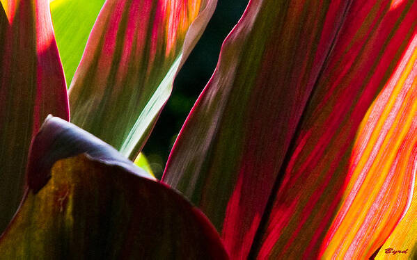Rainforest costa Rica Semi-abstract Flora Canna Art Print featuring the photograph Joseph's Coat by Christopher Byrd