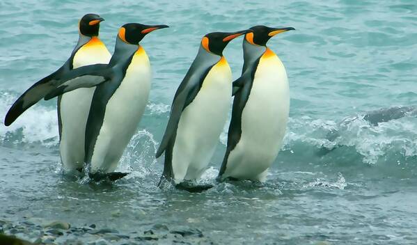 King Penguins Going To Sea Art Print featuring the photograph King Penguins Going To Sea by Amanda Stadther