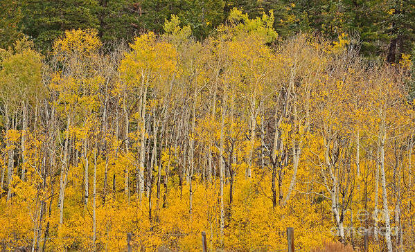 Aspen Art Print featuring the photograph Layers of Gold by Kelly Black