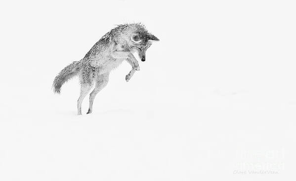 Coyote Art Print featuring the photograph Leap by Clare VanderVeen
