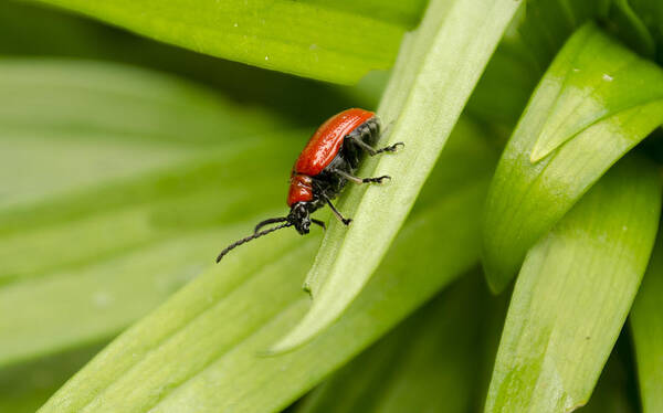 Lily Beetle Art Print featuring the photograph Lily Beetle by Spikey Mouse Photography