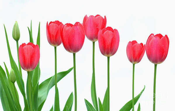 Flowers Art Print featuring the photograph Line of Tulips by Steve Augustin
